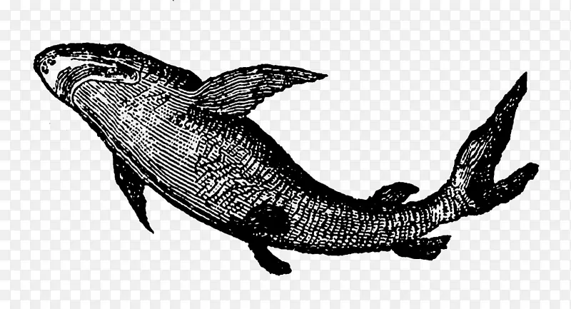 海豚鲨鱼海豚爬行动物海豚