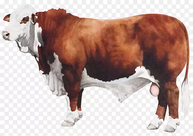 布拉福德牛尾牛排侧面牛排长角牛