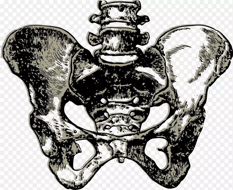 骨盆髋骨画夹艺术