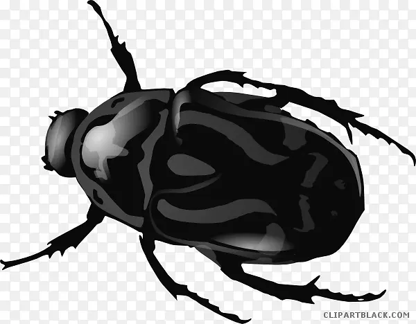 甲虫剪贴画露天零件图形.甲虫