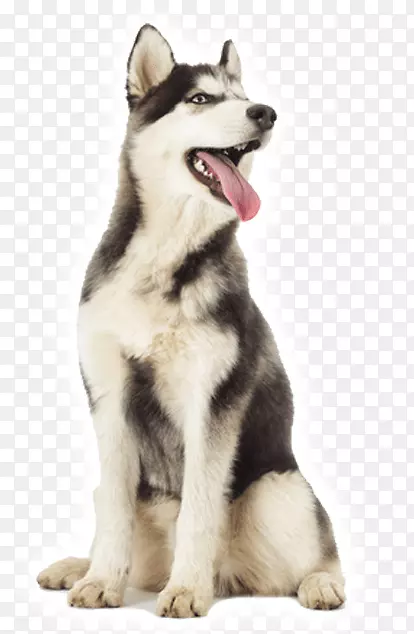 微型西伯利亚哈士奇犬加拿大爱斯基摩犬塔玛干犬萨哈林哈士奇东西伯利亚拉伊卡犬哈士奇犬