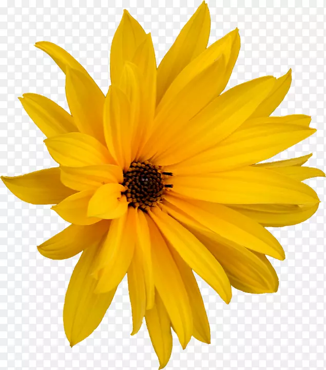 png图片图像可伸缩图形花卉摄影.花
