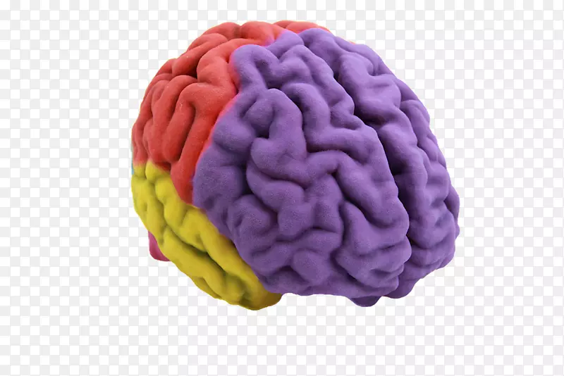 人脑三维打印解剖-脑