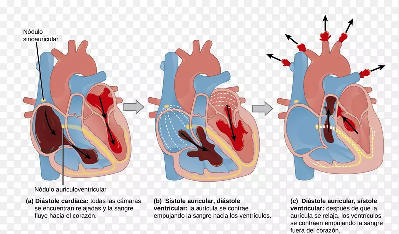 心脏周期解剖循环系统-心脏