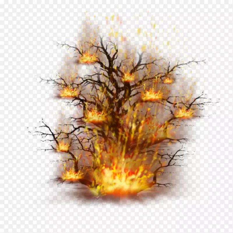 台式壁纸电脑树枝燃烧灌木