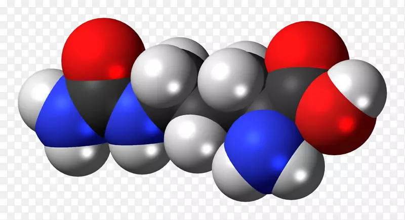 瓜氨酸膳食补充剂一氧化氮氨基酸精氨酸-1