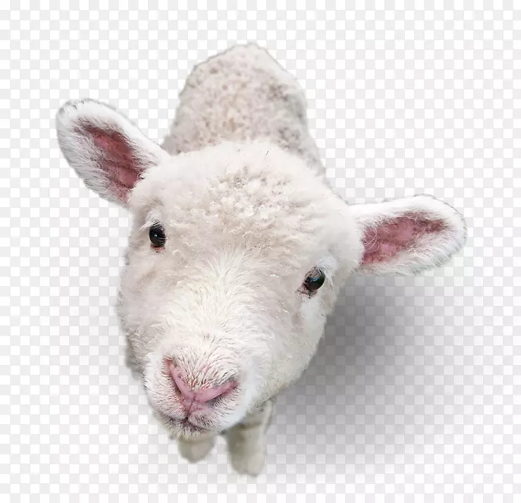 羊png图片图像羔羊和羊肉羊