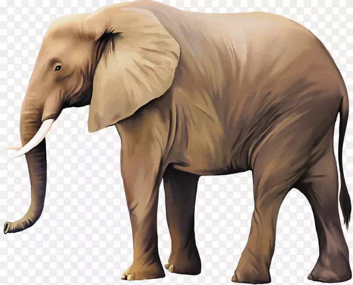 非洲灌木象png图片印度象-大象