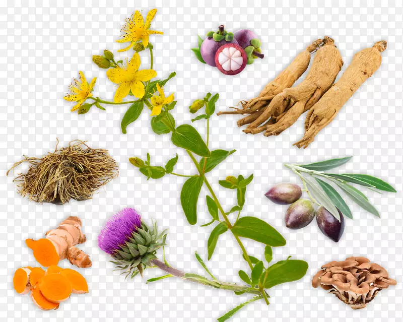 膳食补充剂草药产品：毒理学和临床药理学中草药替代保健服务