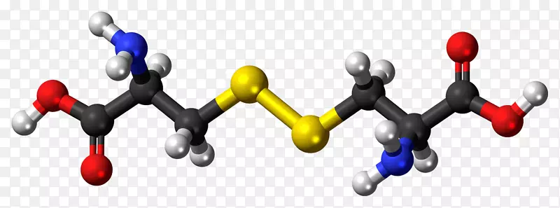 谷氨酰胺氨基酸细胞色素P 450睾酮