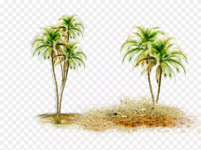 亚洲棕榈椰子枣棕榈树硼砂椰子