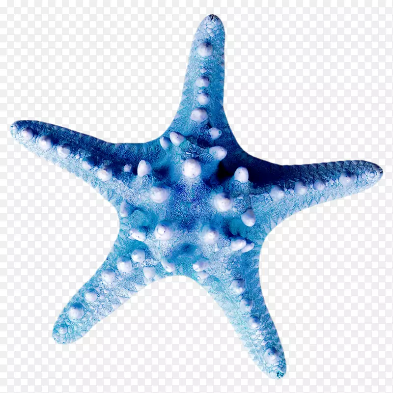 海星剪贴画贝壳棘皮动物海洋生物-海星