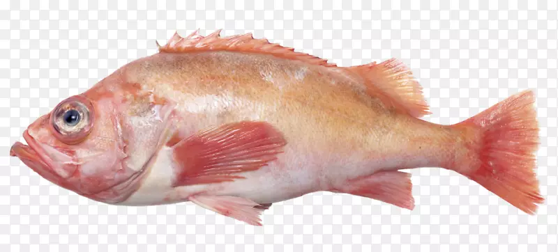 北红笛鲷鱼产品鲈鱼油鱼乌鱼-详细资料页