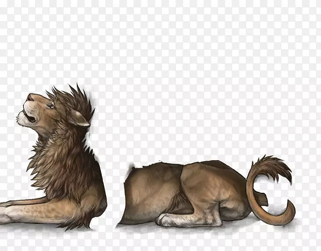 美洲狮非洲野狗猫科-狮子