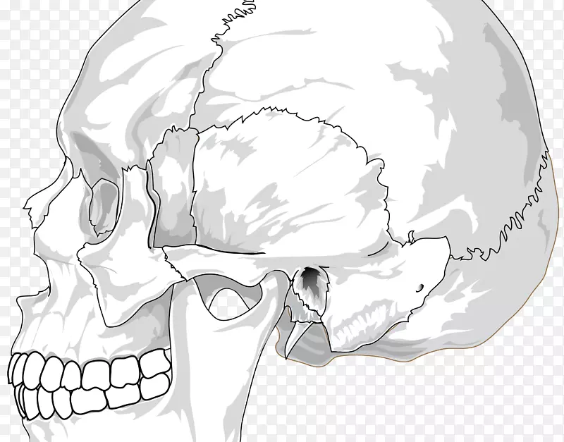 颅骨解剖人体骨骼神经系统人体颅骨