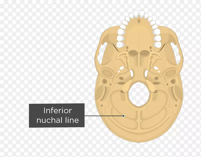 针状乳突孔解剖枕骨人体颈静脉孔-颅骨