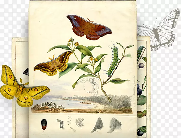 蝴蝶和飞蛾艺术作品-插图