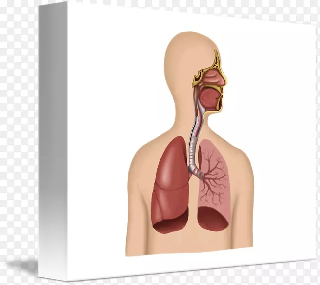 人体呼吸系统疾病人体呼吸道