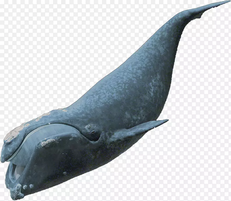 粗齿海豚普通宽吻海豚