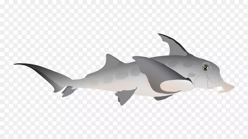 鲨鱼海豚动物群