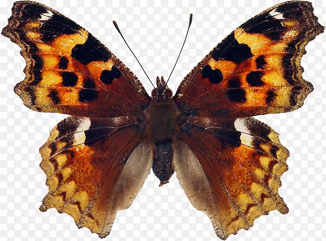帝王蝶，毛茸茸的蝴蝶，大龟甲蝶