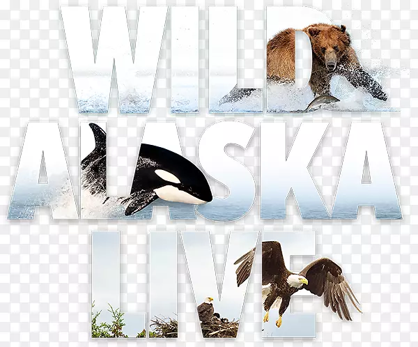电视节目阿拉斯加品牌动物字体-狂野冒险