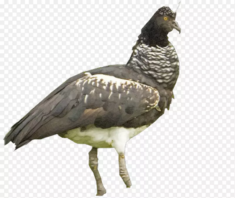 秃鹫水鸟喙动物群-鸟类