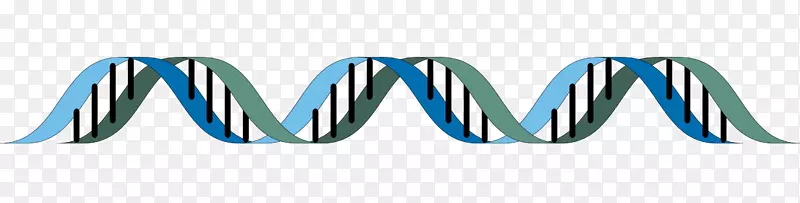 双螺旋：DNA表观遗传学生物学结构发现的个人记述-DNA链