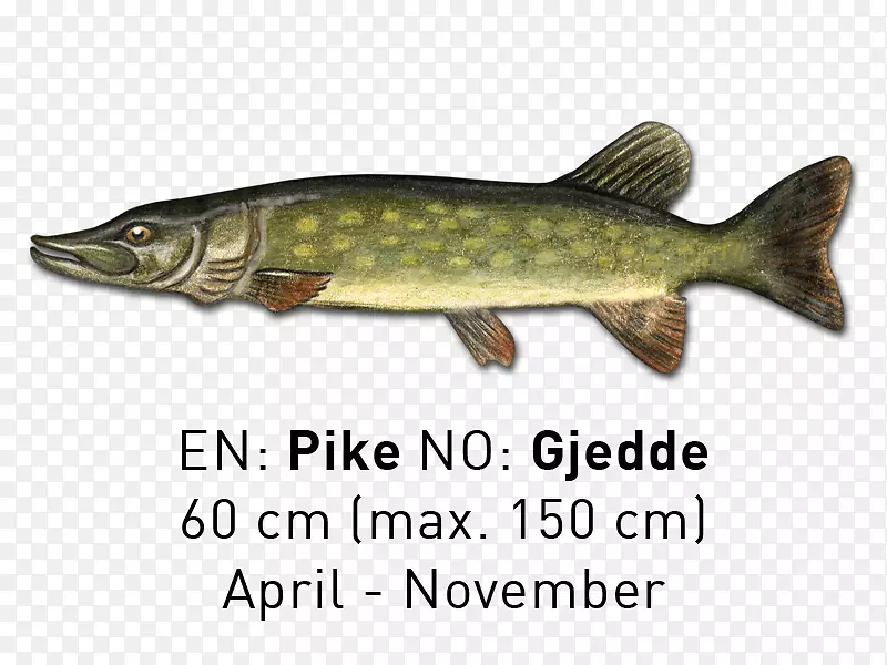鲑鱼北梭子鱼09777鱼产品-河流和湖泊