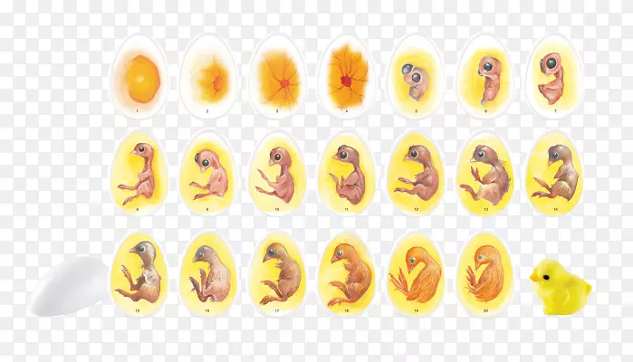 鸡的生命周期生物生命周期卵孵化器-鹌鹑蛋