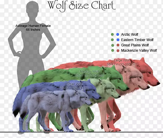 西北狼体型图