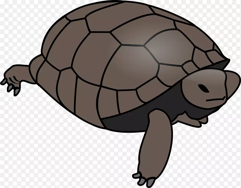 海龟剪贴画开放式图形爬行动物-海龟