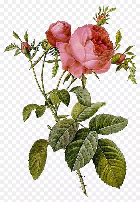 玫瑰皮埃尔-约瑟夫·雷德(1759-1840)插图苔藓玫瑰-绘画