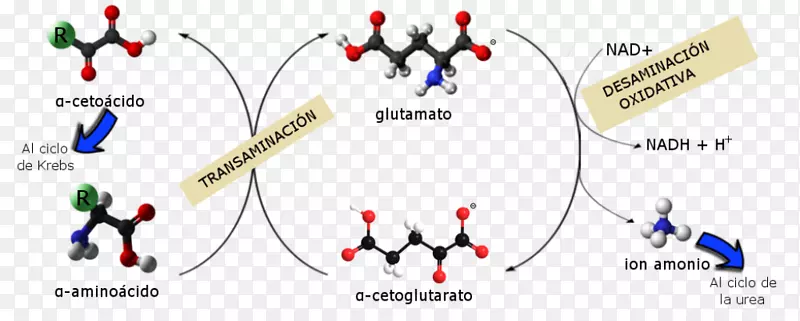 分解代谢生化生物大分子-尿素