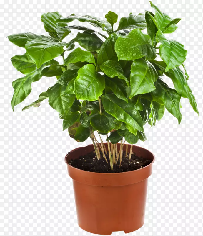 阿拉比卡咖啡室内植物花盆-阿拉比卡植物