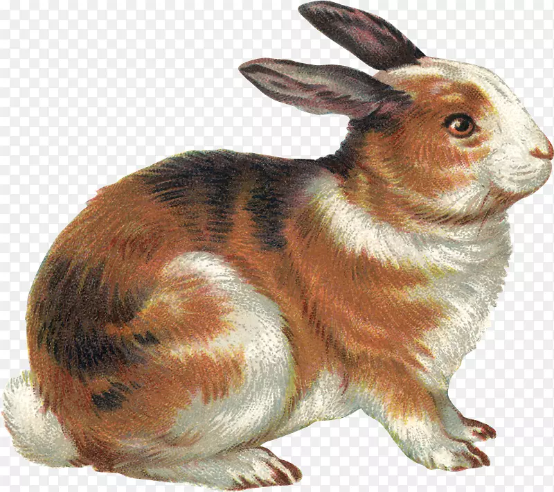 国内兔剪贴画复活节兔子插图-sl