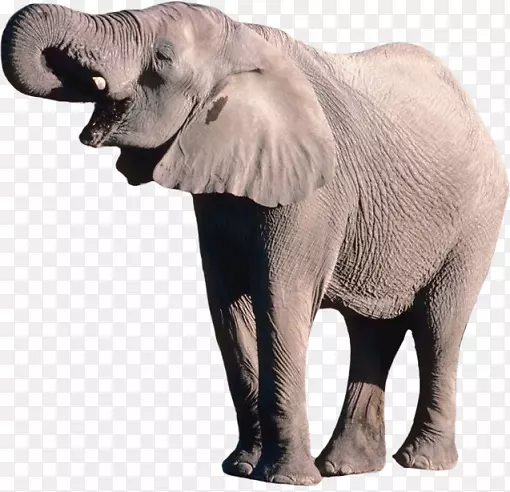 非洲灌木丛大象png图片大象剪贴画PSD-大象