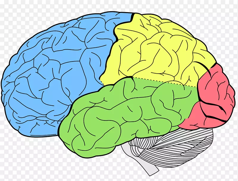 人脑颞叶额叶人脑