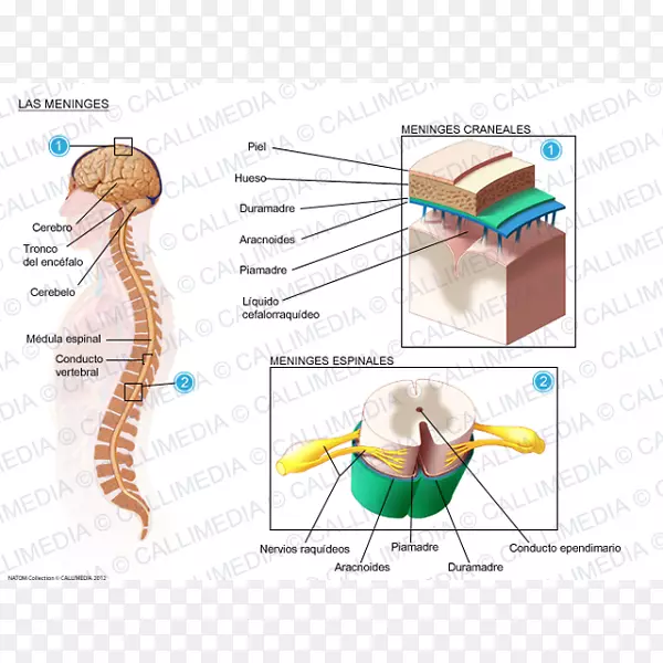 脑膜炎脑膜脊髓脑脊液病毒脑图的脑膜