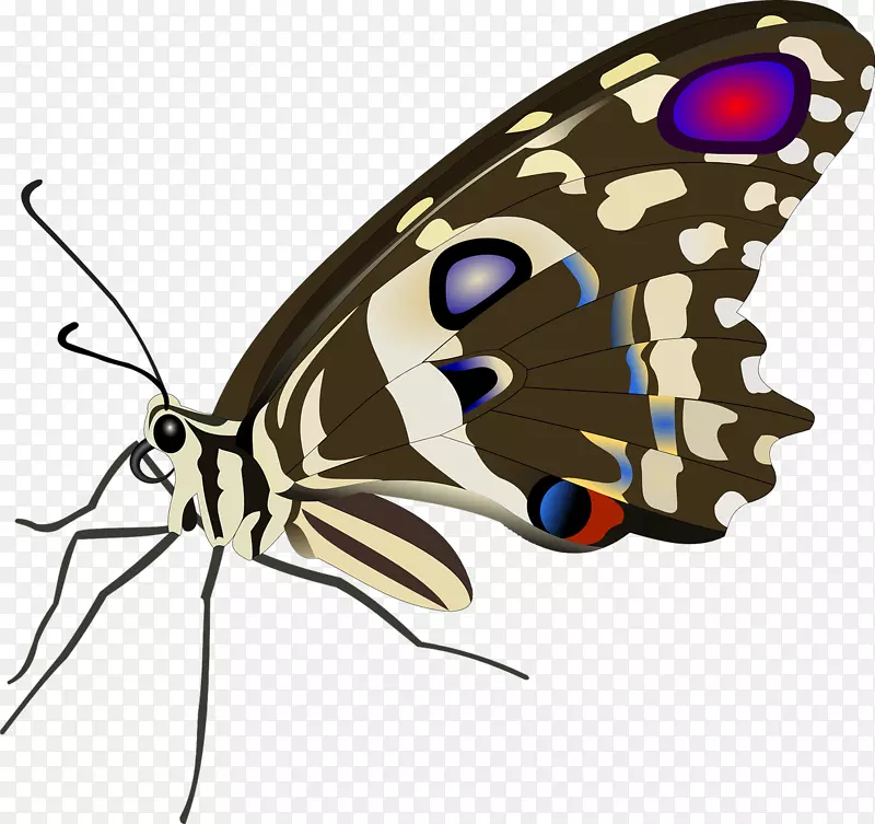 帝王蝶，昆虫，刷子，蝴蝶，动物-蝴蝶