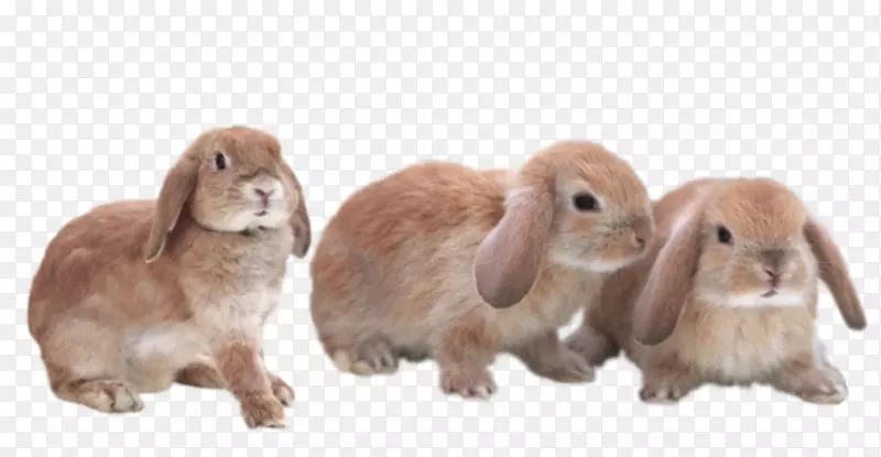 家养兔透明兔子毛皮兔