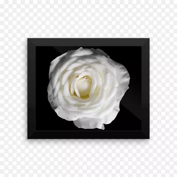 摄影海报图片黑白玫瑰-黑色摄影海报