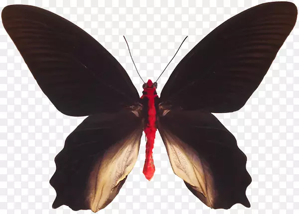 毛茸茸的蝴蝶蛾m。蝴蝶