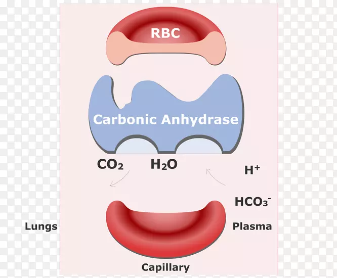 二氧化碳红细胞碳酸氢钠血红蛋白红细胞