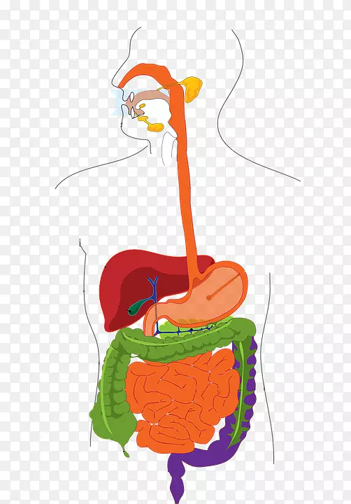 人体消化系统消化开放，胃肠道-老年人护理