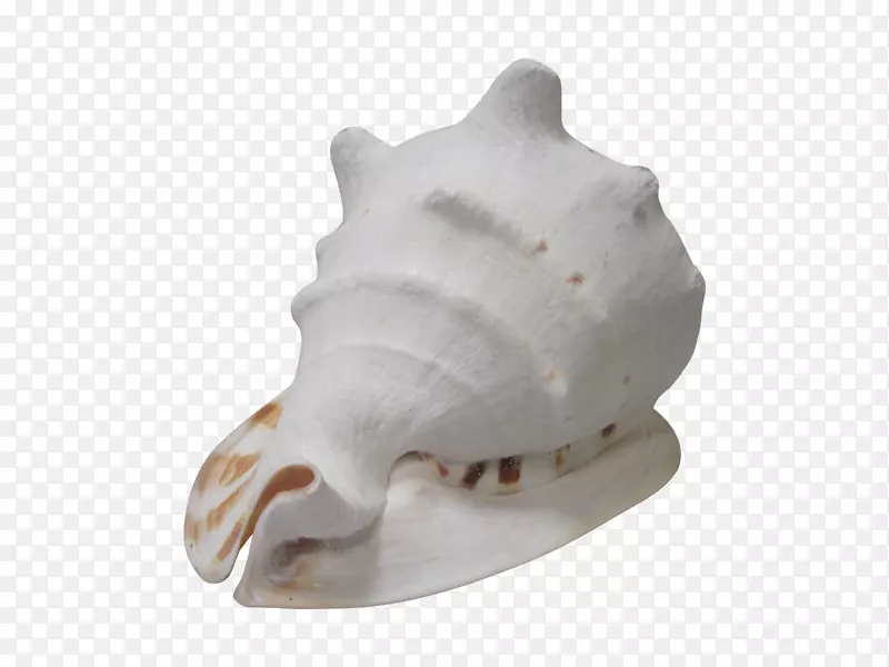 骨海螺壳