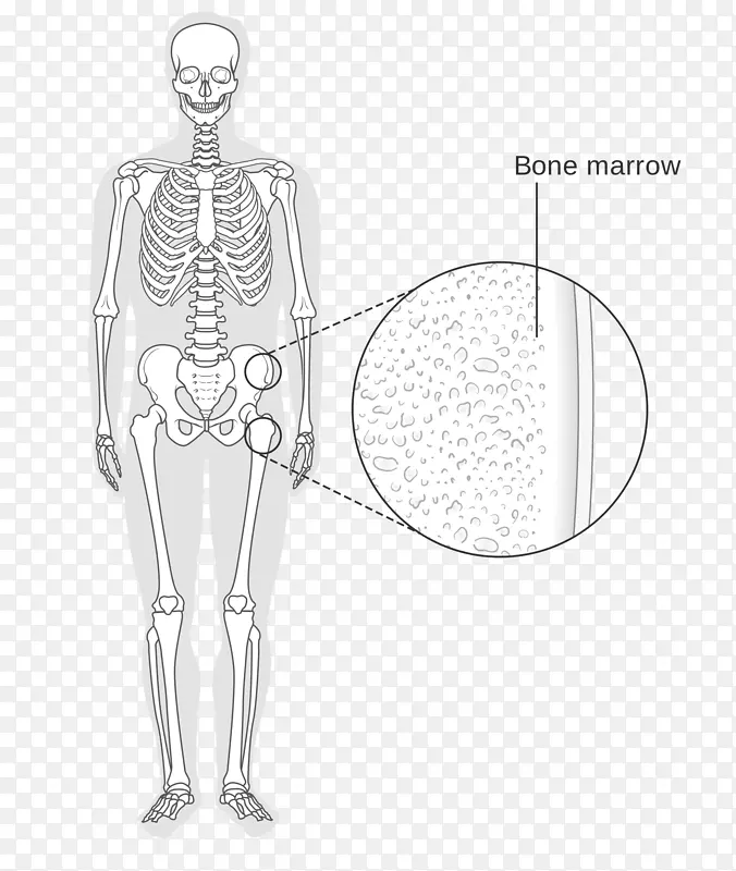 维基共享人类骨髓骨架
