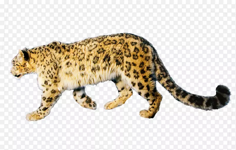 雪豹美洲豹png图片豹