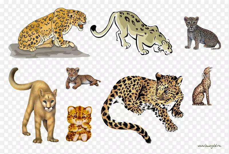 豹猫狮子美洲豹