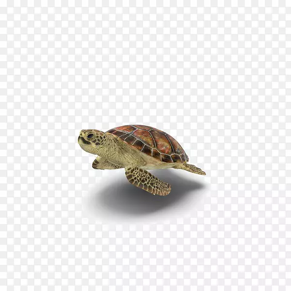 海龟箱海龟png图片透明度-海龟